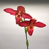 phrag. Jason Fischer (Mem. Dick Clements  'Fire Engine ' x besseae  'Wings ' ) 